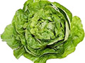 Lettuce (Imported)