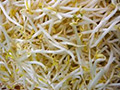 Bean Sprout