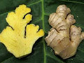 Ginger Yellow