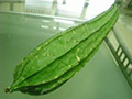Ketola