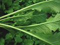 Mustard Plant